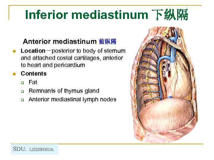 Inferior mediastinum 下纵隔 Anterior mediastinum 前纵隔 n n Location－posterior to body of sternum and