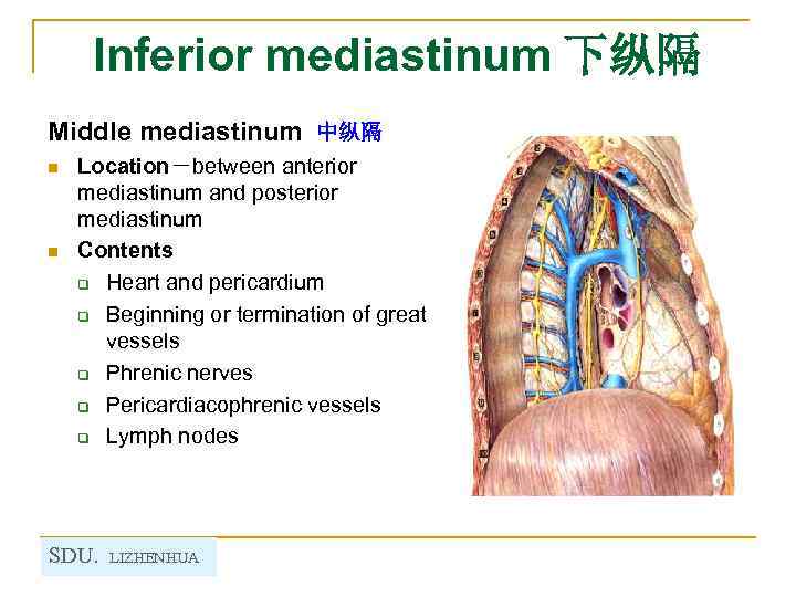 Inferior mediastinum 下纵隔 Middle mediastinum 中纵隔 n n Location－between anterior mediastinum and posterior mediastinum
