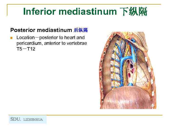 Inferior mediastinum 下纵隔 Posterior mediastinum 后纵隔 n Location－posterior to heart and pericardium, anterior to