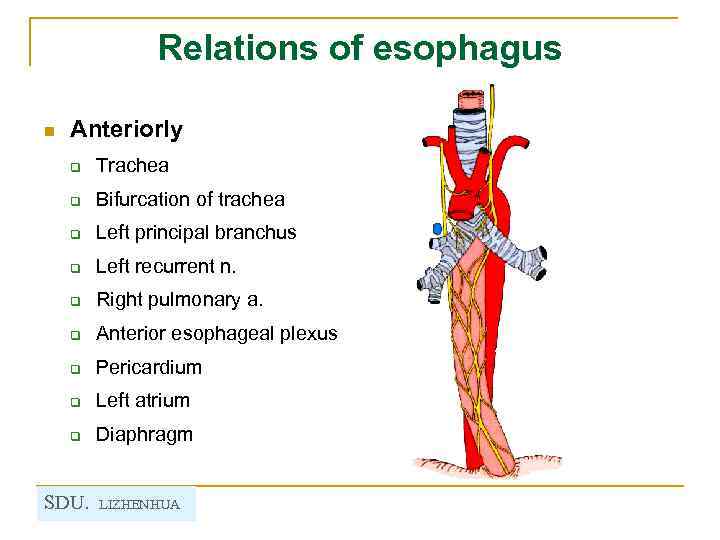 Relations of esophagus n Anteriorly q Trachea q Bifurcation of trachea q Left principal