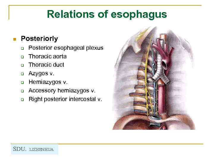 Relations of esophagus n Posteriorly q q q q SDU. Posterior esophageal plexus Thoracic