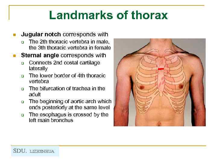 Landmarks of thorax n Jugular notch corresponds with q n The 2 th thoracic