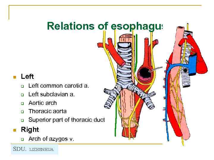 Relations of esophagus n Left q q q n Left common carotid a. Left