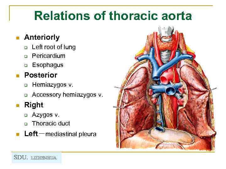 Relations of thoracic aorta n Anteriorly q q q n Left root of lung