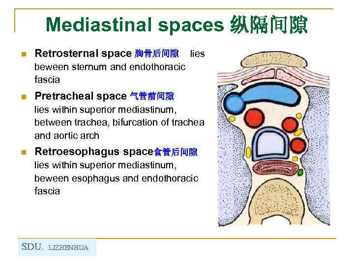 Mediastinal spaces 纵隔间隙 n Retrosternal space 胸骨后间隙 lies beween sternum and endothoracic fascia n