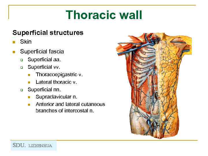 Thoracic wall Superficial structures n Skin n Superficial fascia q q q SDU. Superficial
