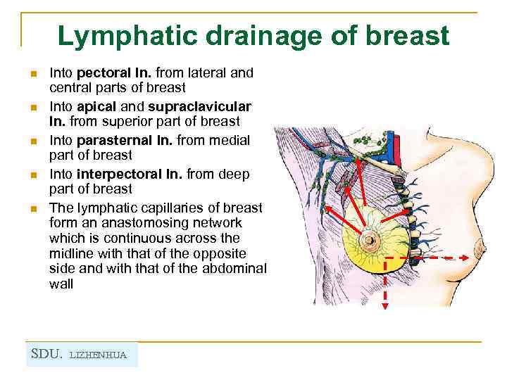 Lymphatic drainage of breast n n n Into pectoral ln. from lateral and central