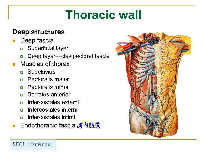Thoracic wall Deep structures n Deep fascia q q Superficial layer Deep layer—clavipectoral fascia