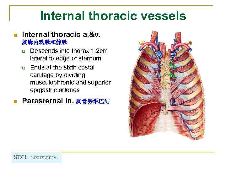 Internal thoracic vessels n Internal thoracic a. &v. 胸廓内动脉和静脉 q q n Descends into