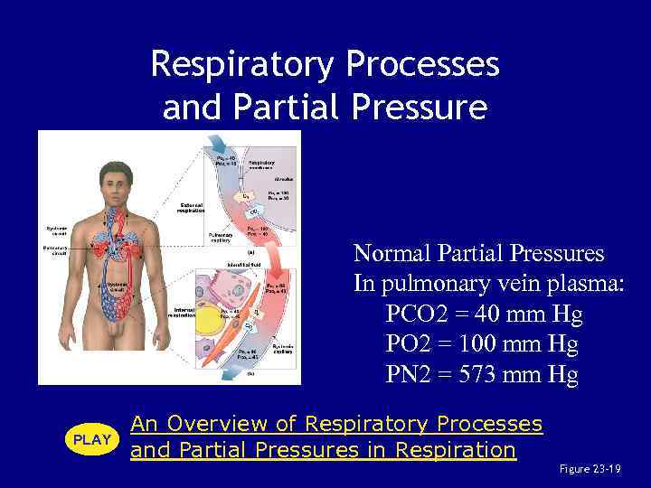 Respiratory Processes and Partial Pressure Normal Partial Pressures In pulmonary vein plasma: PCO 2