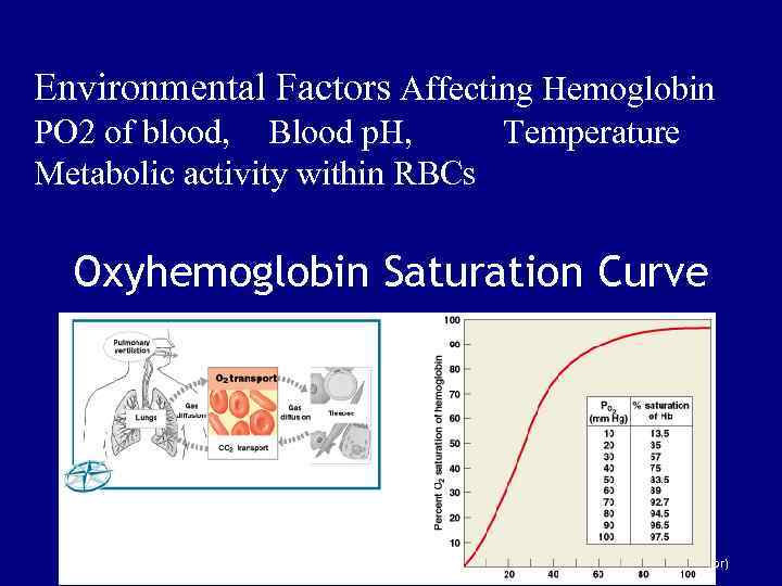 Environmental Factors Affecting Hemoglobin PO 2 of blood, Blood p. H, Temperature Metabolic activity