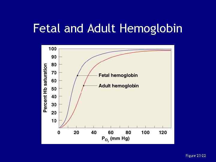 Fetal and Adult Hemoglobin Figure 23– 22 