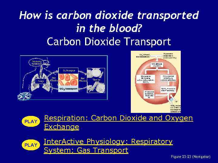 How is carbon dioxide transported in the blood? Carbon Dioxide Transport PLAY Respiration: Carbon