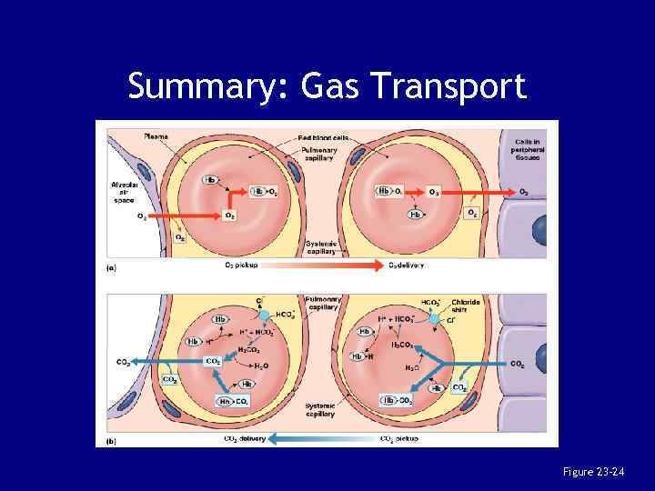 Summary: Gas Transport Figure 23– 24 