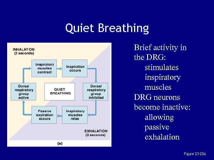 Quiet Breathing Brief activity in the DRG: stimulates inspiratory muscles DRG neurons become inactive: