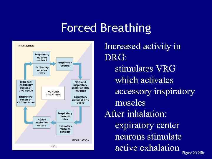 Forced Breathing Increased activity in DRG: stimulates VRG which activates accessory inspiratory muscles After