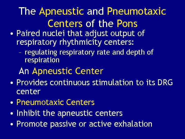 The Apneustic and Pneumotaxic Centers of the Pons • Paired nuclei that adjust output