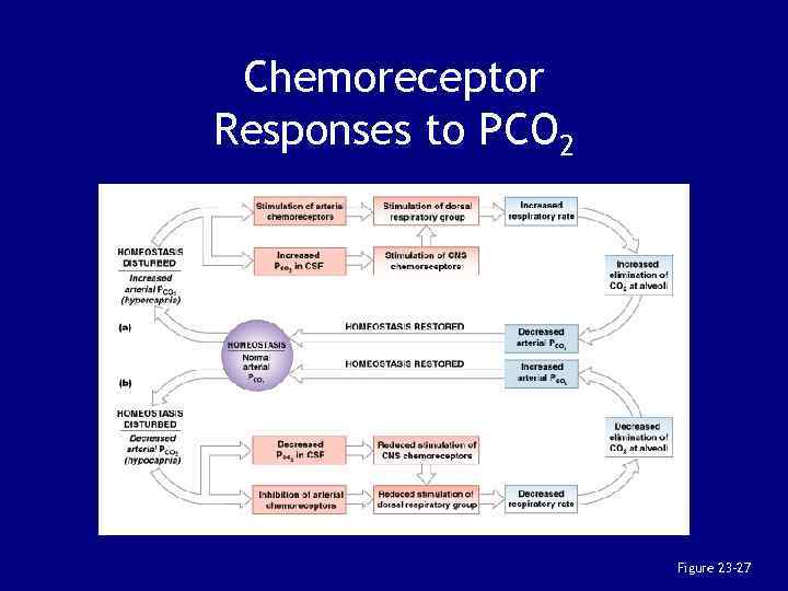Chemoreceptor Responses to PCO 2 Figure 23– 27 