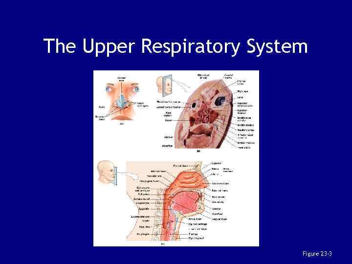 The Upper Respiratory System Figure 23– 3 