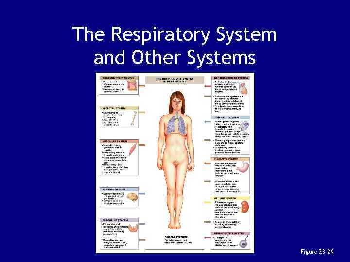 The Respiratory System and Other Systems Figure 23– 29 