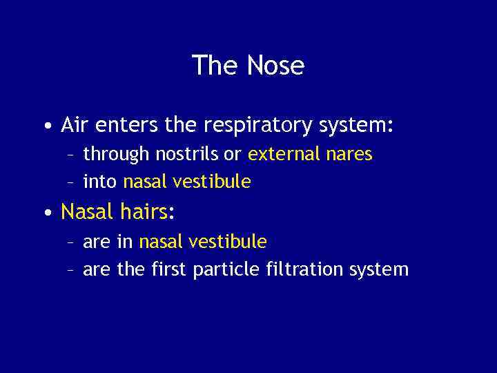 The Nose • Air enters the respiratory system: – through nostrils or external nares
