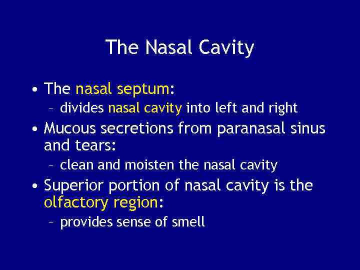 The Nasal Cavity • The nasal septum: – divides nasal cavity into left and