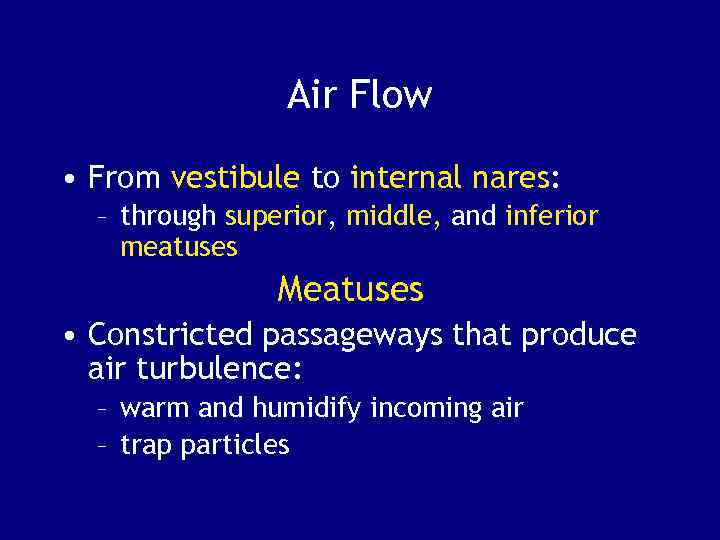 Air Flow • From vestibule to internal nares: – through superior, middle, and inferior