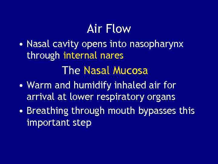 Air Flow • Nasal cavity opens into nasopharynx through internal nares The Nasal Mucosa