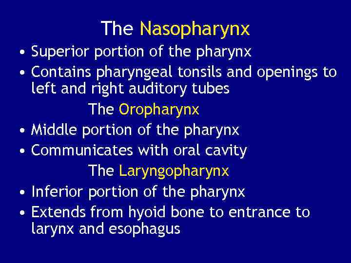 The Nasopharynx • Superior portion of the pharynx • Contains pharyngeal tonsils and openings