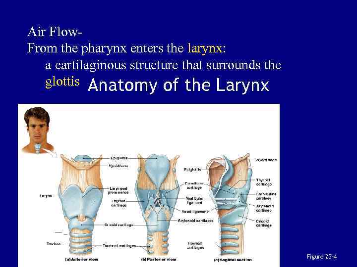 Air Flow. From the pharynx enters the larynx: a cartilaginous structure that surrounds the