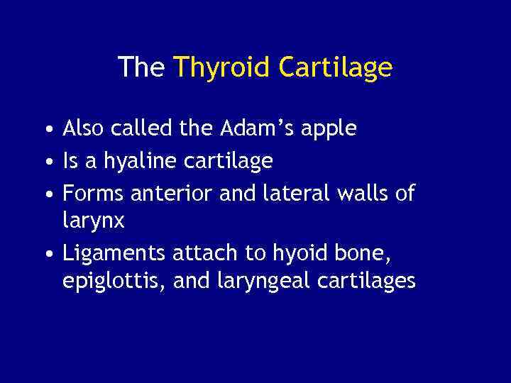 The Thyroid Cartilage • Also called the Adam’s apple • Is a hyaline cartilage