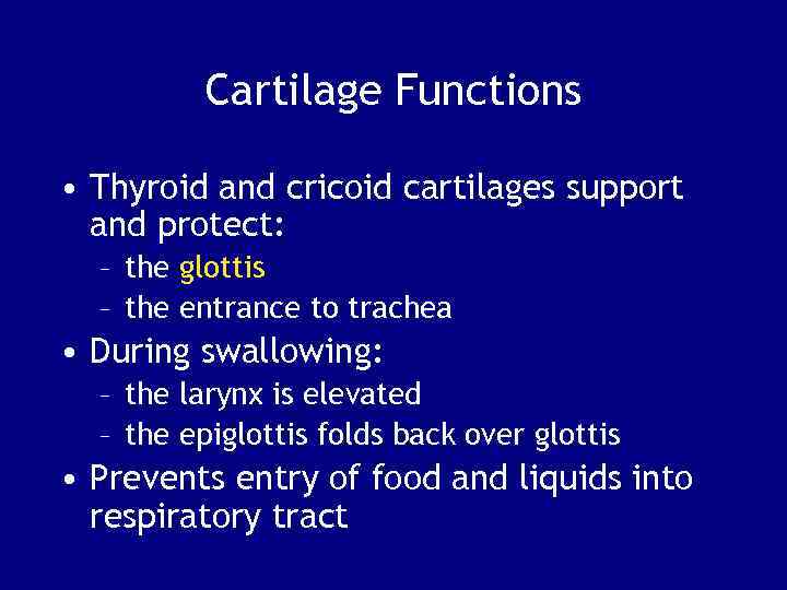Cartilage Functions • Thyroid and cricoid cartilages support and protect: – the glottis –