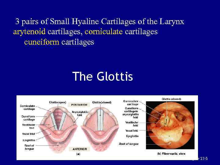 3 pairs of Small Hyaline Cartilages of the Larynx arytenoid cartilages, corniculate cartilages cuneiform
