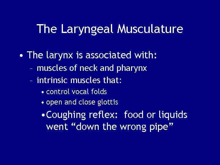 The Laryngeal Musculature • The larynx is associated with: – muscles of neck and