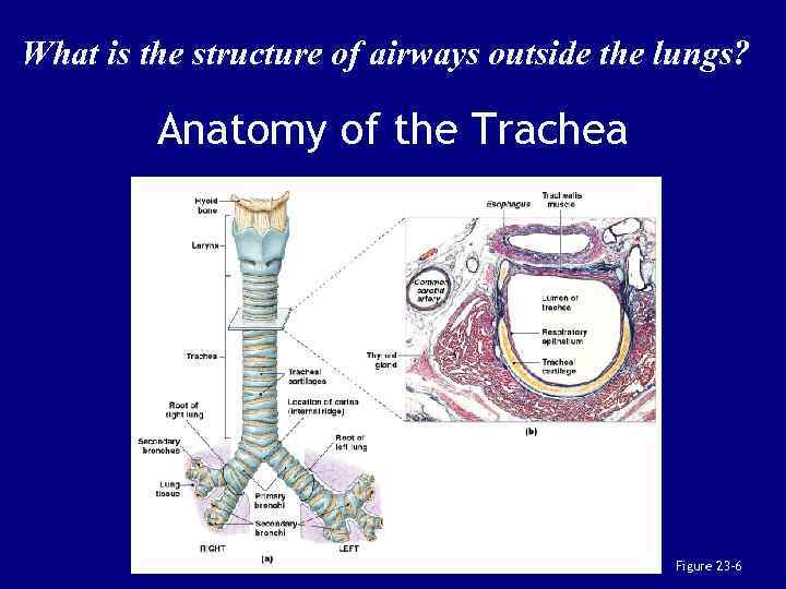 What is the structure of airways outside the lungs? Anatomy of the Trachea Figure