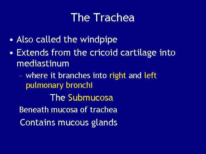The Trachea • Also called the windpipe • Extends from the cricoid cartilage into