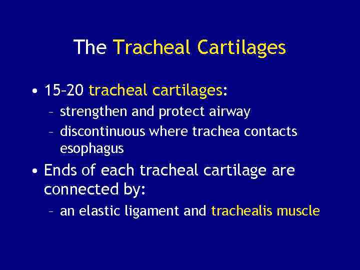 The Tracheal Cartilages • 15– 20 tracheal cartilages: – strengthen and protect airway –