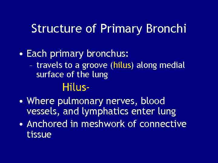 Structure of Primary Bronchi • Each primary bronchus: – travels to a groove (hilus)
