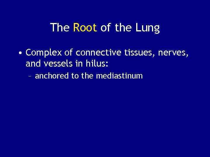 The Root of the Lung • Complex of connective tissues, nerves, and vessels in