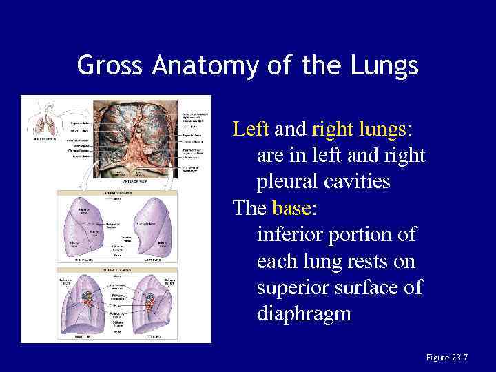 Gross Anatomy of the Lungs Left and right lungs: are in left and right
