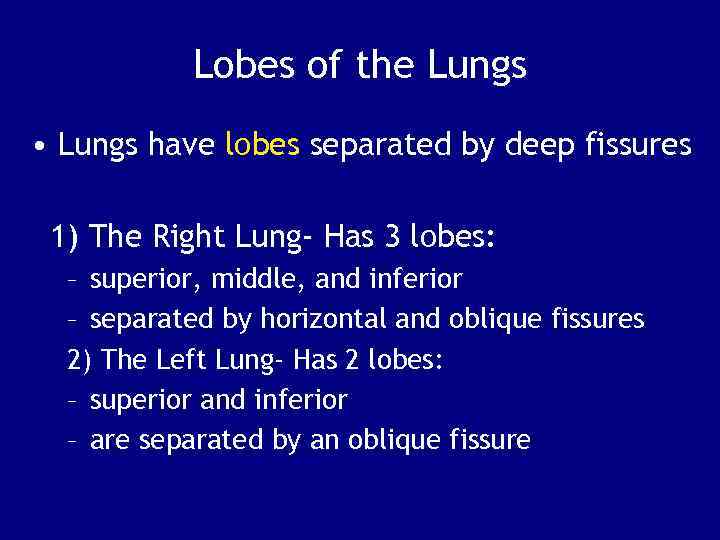 Lobes of the Lungs • Lungs have lobes separated by deep fissures 1) The