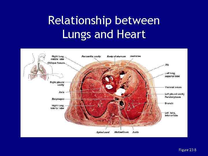 Relationship between Lungs and Heart Figure 23– 8 