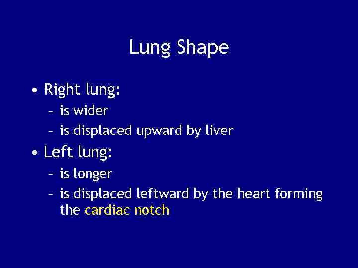 Lung Shape • Right lung: – is wider – is displaced upward by liver