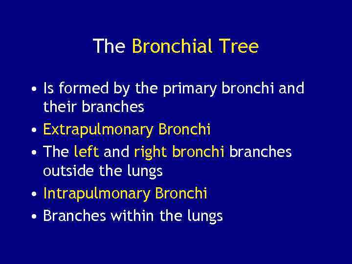 The Bronchial Tree • Is formed by the primary bronchi and their branches •