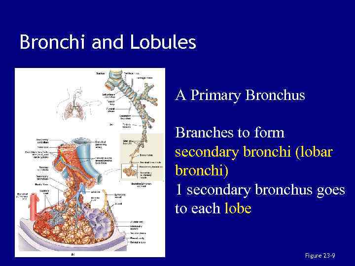 Bronchi and Lobules A Primary Bronchus Branches to form secondary bronchi (lobar bronchi) 1