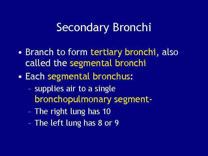 Secondary Bronchi • Branch to form tertiary bronchi, also called the segmental bronchi •