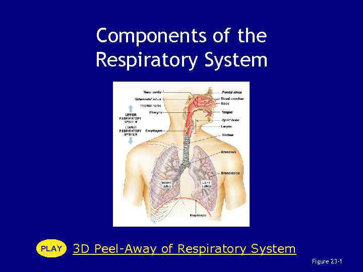 Components of the Respiratory System PLAY 3 D Peel-Away of Respiratory System Figure 23–