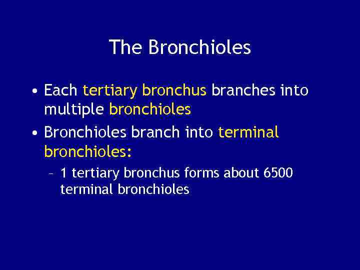 The Bronchioles • Each tertiary bronchus branches into multiple bronchioles • Bronchioles branch into