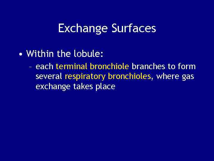 Exchange Surfaces • Within the lobule: – each terminal bronchiole branches to form several