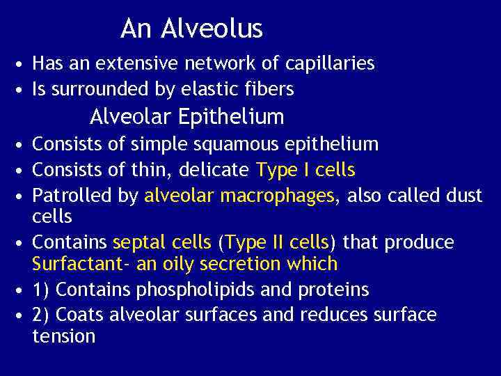 An Alveolus • Has an extensive network of capillaries • Is surrounded by elastic